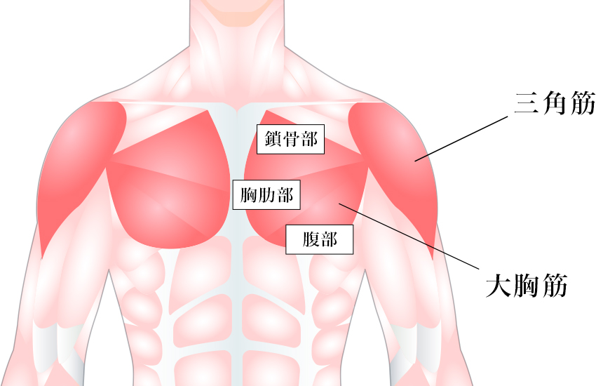 大胸筋