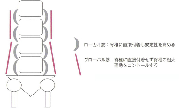 グローバル筋とローカル筋の模式図