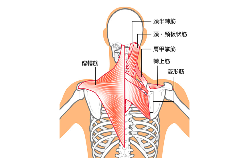 頸椎の筋肉