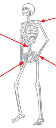 骨粗鬆症によっておきる骨折の主な症状