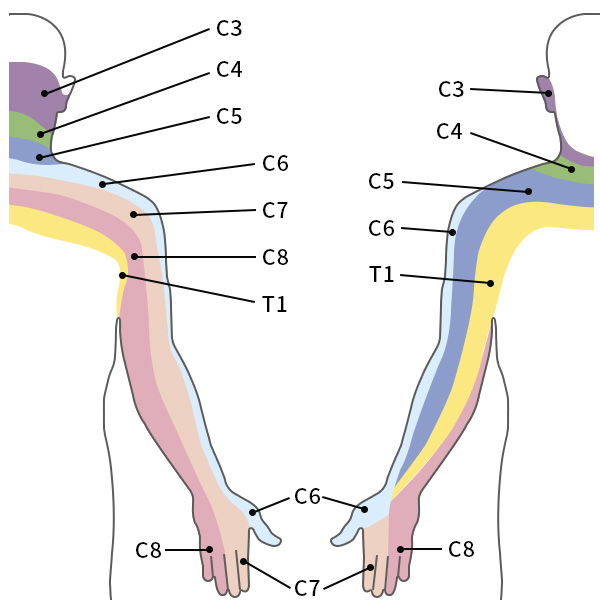 神経の番号と、支配領域について