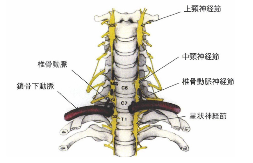 星状神経節とは